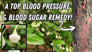 Lower Your High Blood Pressure In 14 Days With This Common Shrub