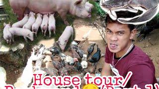 HOUSE TOUR| BACKYARD | GIANT HITO|PIGGERY|SUCCULENTS|CHICKEN COOPS|By:Longlong Tabilong