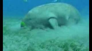 Marsa Alam  - Dugong / Seekuh - Rotes Meer Ägypten South Red Sea Egypt