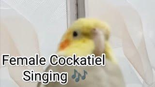 Female Cockatiel Singing Dancing 