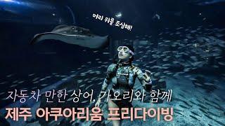 제주 최고의 다이빙 포인트? 영상으로 함께 하는 아쿠아리움 프리다이빙 후기