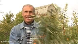 Облепиха  Как сохранить урожай Отвечает Николай Рабушко