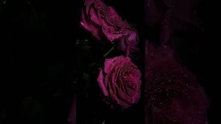 Как снять цветы • предметная съемка #предметнаясъемка #контентсъемка #предметныйфотограф