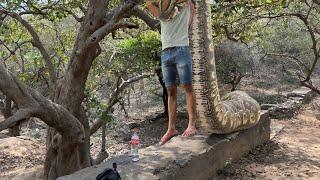 Anaconda Snake 9 In Real Life HD Video | TB Films