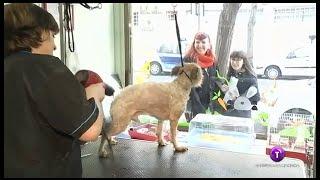 Los animales se ponen guapos para San Antón