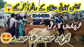 Bhains colony karachi Cattle Rate Update | 28-Jun-2024 | Cow Mandi 2025 Season