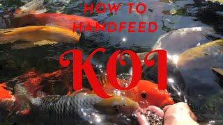 **HAND FEEDING** How to Train Koi to Eat From Your Hand At The Pond!