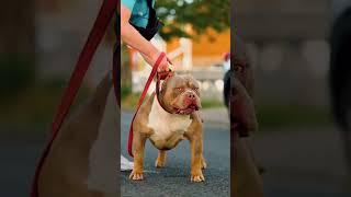 American bully transformation alert #dog #puppy #doglover #pitbull #shorts #status