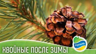 Хвойные весной // Подкормка для хвойных растений