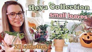 My Small Leaf Hoya Collection | 27+ Varieties | Hoya Tour