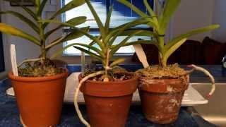 Growing Vanda Type Orchids In Pots Indoors: Watering Time and Update