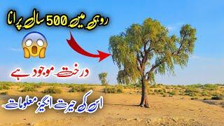 Desert Rohi Cholistan Me 500 Saal Purana Tree 