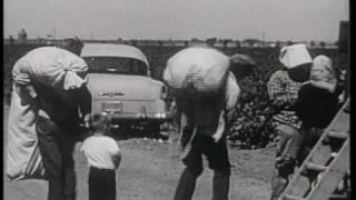 02 Cotton Pickers 1960 3 24 5 59