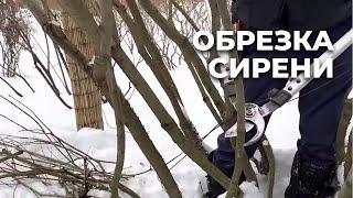 Обрезка сирени. Основные правила