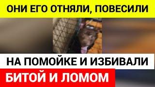 Мужчины с битами и ломом напали на женщину с собакой в Братске