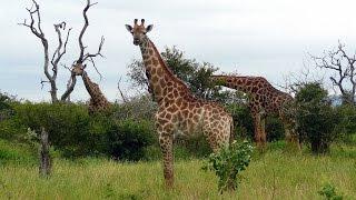 SOUTH AFRICA giraffes, Kruger national park (hd-video)