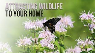 Attracting Wildlife to Your Home