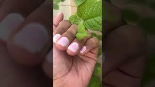 Madhumalti.... #youtube #lakshivgardening #youtubeshorts #garden #flowers #plants #shorts #viral