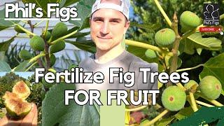 Fertilize Fig Trees For Fruit in the fall! Have a successful harvest of figs this summer and fall!