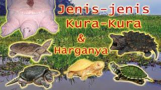 JENIS-JENIS KURA-KURA Beserta Harganya