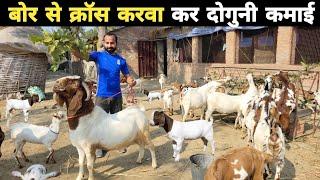 बोर से देसी और बराबरी का क्रॉस करवा के दुगनी कमाई करता हूं | Boer goat farming in india