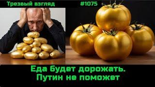 Их планы на практике. Золотые помидоры.