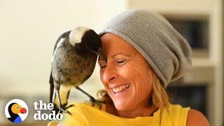 Wild Magpie Knew Exactly What This Family Needed | The Dodo Soulmates