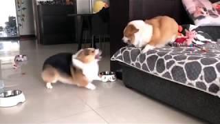 Corgis are Locked in Bitter Argument | But Who Will Win??? 