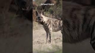 Striped Hyena. #hyena  #animals #mammals #wildlife #indianwildlife #natgeo #natgeowild