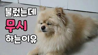 강아지 불렀을때 오게하기. 강아지 콜훈련 안되는 이유