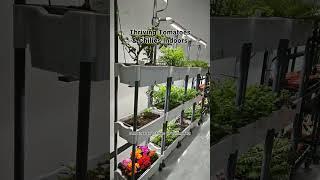 Boost Plant Growth with Vertical Plant Light Indoors