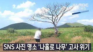 [제주MBC뉴스] SNS 사진 명소 '나홀로 나무' 고사 위기 / 2022년 7월 27일