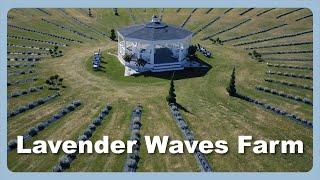 A Tranquil Escape - Lavender Waves Farm