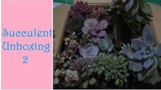 Succulent Unboxing 2