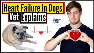 Congestive Heart Failure in Dogs | Everything You NEED To Know | Veterinarian Explains | Dogtor Pete