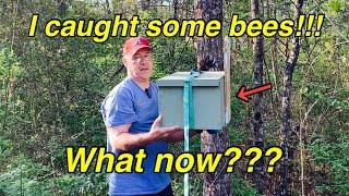 FREE BEES (Swarm Trap) | Now What? | Re-setting Swarm Trap/Bait Hive | Fun stuff!