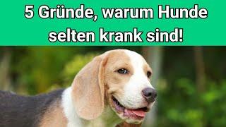 5 Gründe, warum Hunde selten krank sind! 