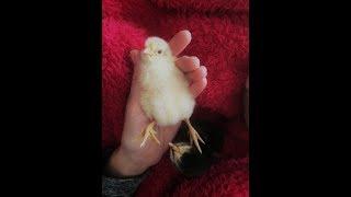 Treating Splayed legs in Chicks (With Bandaid)