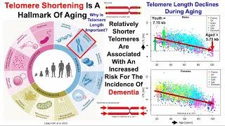 Telomere Length Is Associated With Dementia Risk