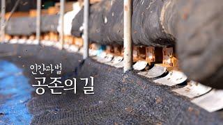 [풀버전] 인간과 벌, 공존의 길 KBS 다큐공작소 20240110