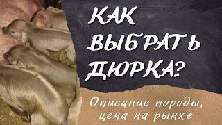 Поросята Дюрок, 1 месяц и 7 дней. Как выбрать дюрка? Описание породы.