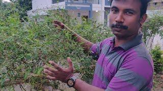 How to propagate jathi malli flower plant grow faster