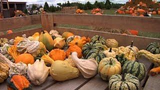 NJ Farms Attract Tourists with Corn Mazes, Pumpkin Picking