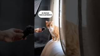 Интервью с пушистым жителем кухни