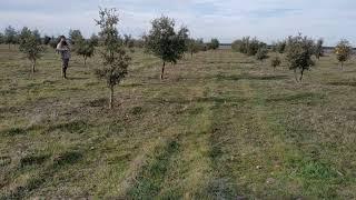 Finca con explotación trufera | AgroAnuncios.es