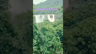 monkey falls, Amravati,TN#nature #waterfall #animals #monkey #shorts#viralvideo#trending#latest#new