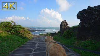 [Relaxing walk with dog] (4k) Songi_trail, S.Korea Jejuisland (39m09s) / relaxing video