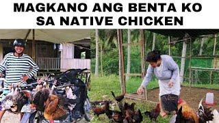 Magkano ang benta ko sa native chicken?