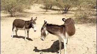 #donkey #animals #gadha