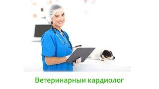 Ветеринар Кардиолог & Чем Занимается Ветеринар Кардиолог. Ветклиника Био-Вет
